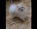 Pomeranac, prelepi Boo štenci 